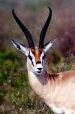 Gazelle unaware of leopard