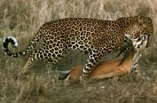 Leopard with prey
